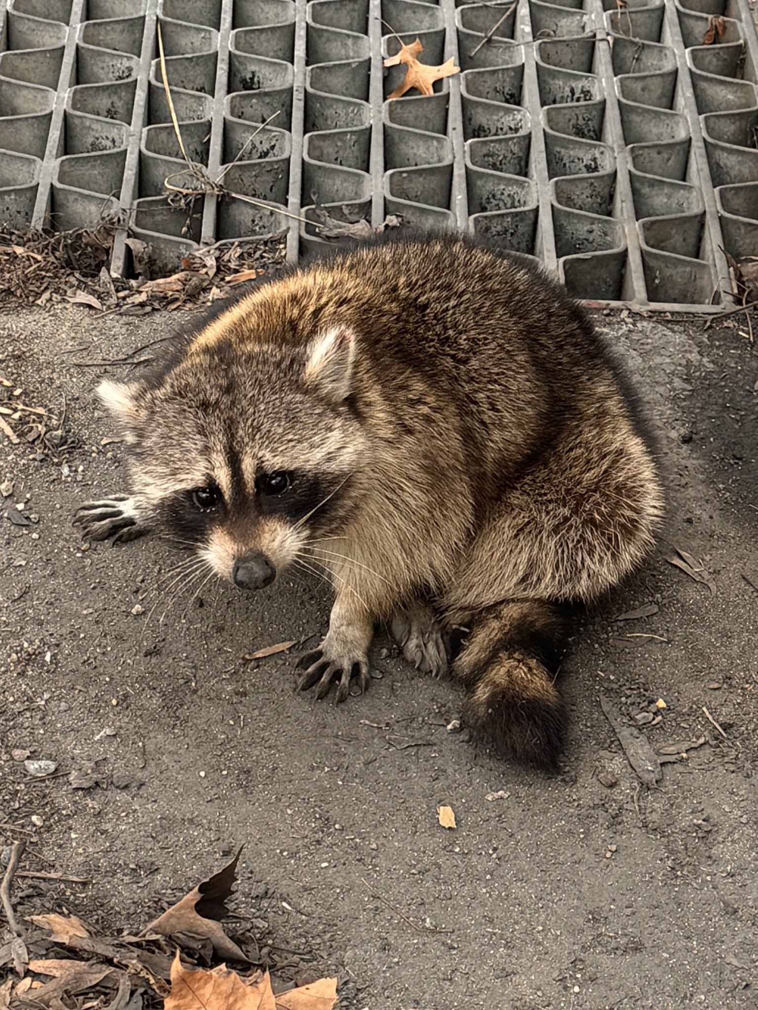 Clover Mascot